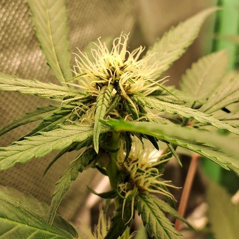 Purple Haze growlog timeline photo