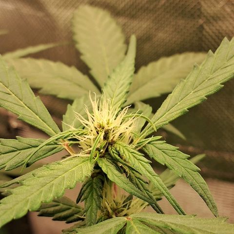 Purple Haze growlog timeline photo