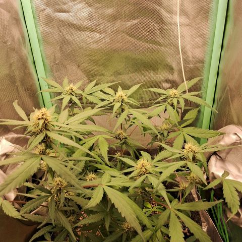 Purple Haze growlog timeline photo
