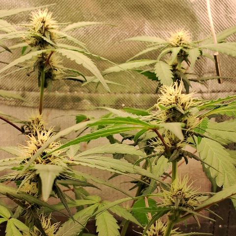 Purple Haze growlog timeline photo