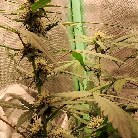Purple Haze growlog timeline photo