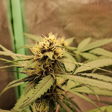 Purple Haze growlog timeline photo