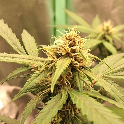 Purple Haze growlog timeline photo