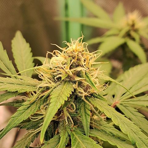 Purple Haze growlog timeline photo