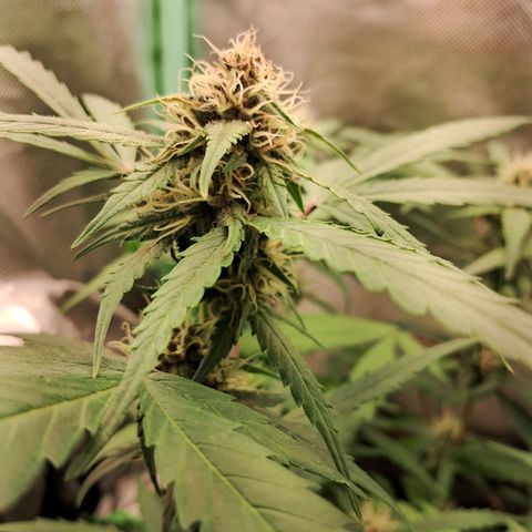 Purple Haze growlog timeline photo