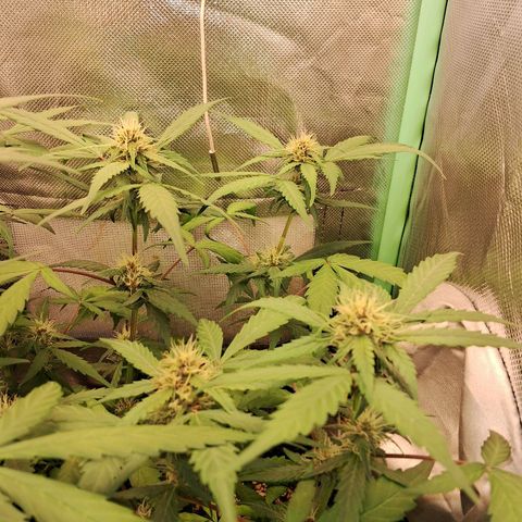 Purple Haze growlog timeline photo