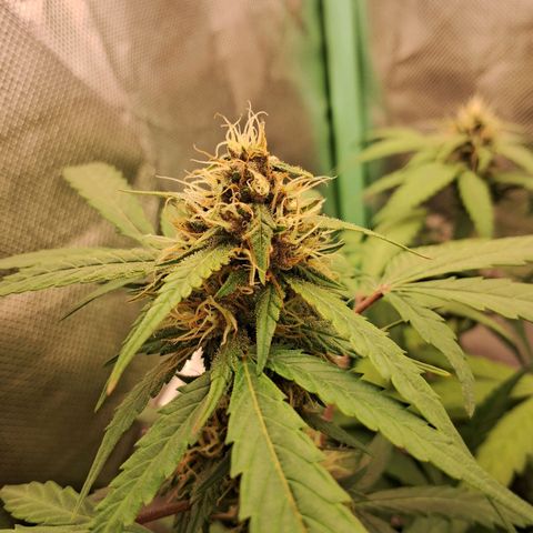 Purple Haze growlog timeline photo