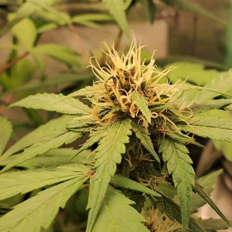 Purple Haze growlog timeline photo