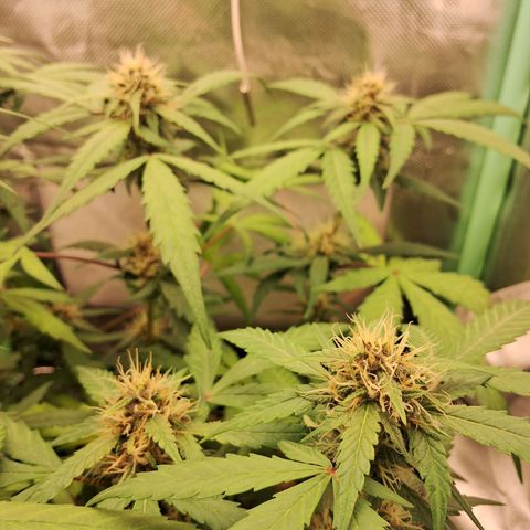 Purple Haze growlog timeline photo