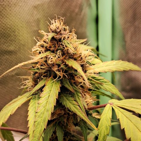 Purple Haze growlog timeline photo