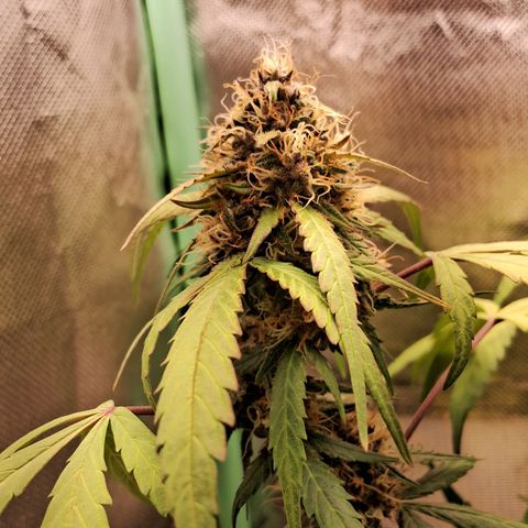 Purple Haze growlog timeline photo