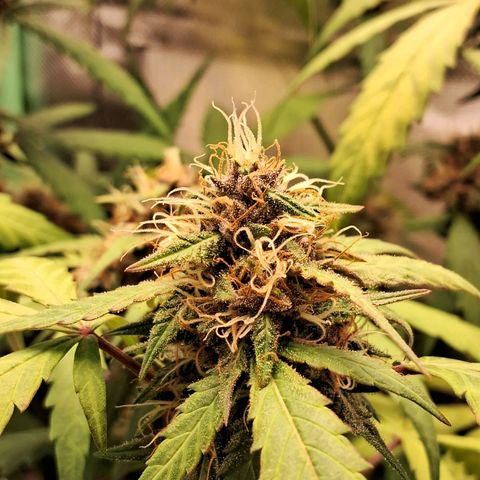 Purple Haze growlog timeline photo