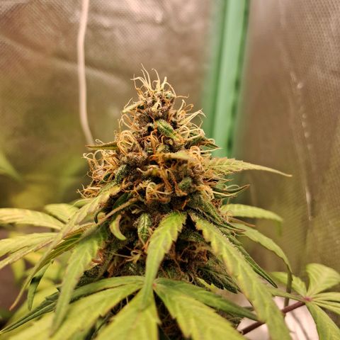 Purple Haze growlog timeline photo