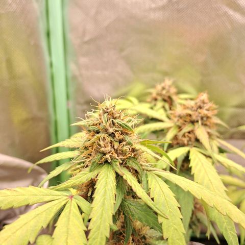 Purple Haze growlog timeline photo