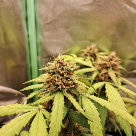 Purple Haze growlog timeline photo