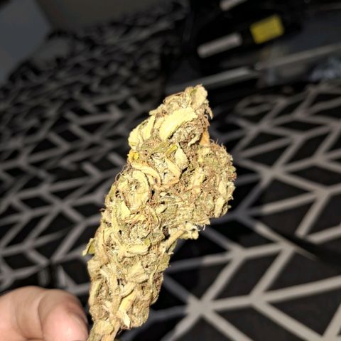 Amnésia  growlog timeline photo