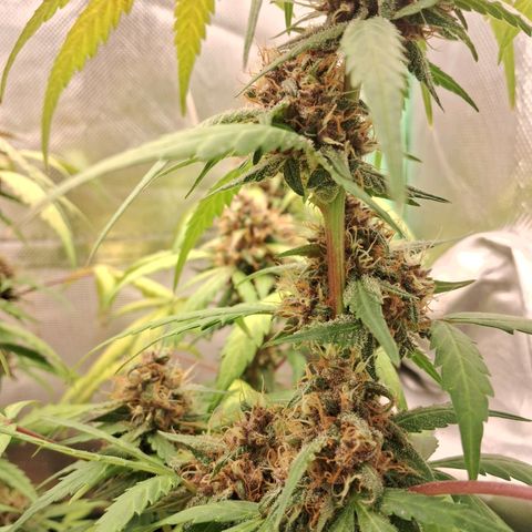 Purple Haze growlog timeline photo