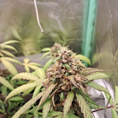 Purple Haze growlog timeline photo
