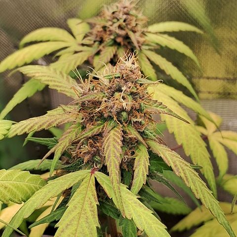 Purple Haze growlog timeline photo