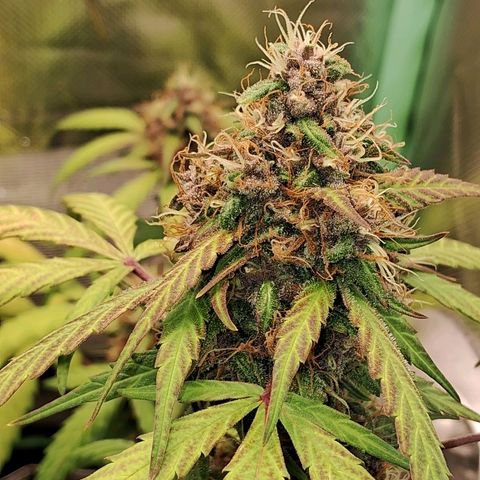 Purple Haze growlog timeline photo