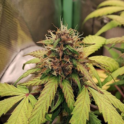 Purple Haze growlog timeline photo