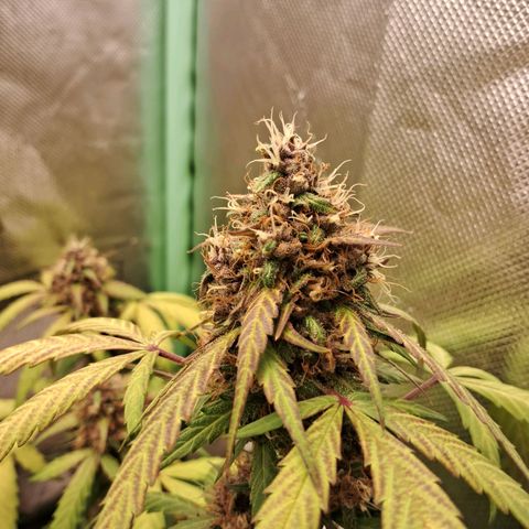 Purple Haze growlog timeline photo