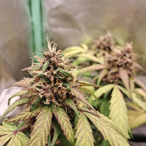 Purple Haze growlog timeline photo