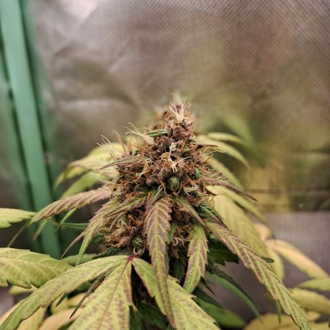 Purple Haze growlog timeline photo