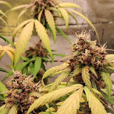Purple Haze growlog timeline photo