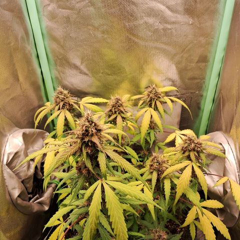 Purple Haze growlog timeline photo