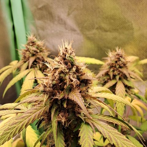 Purple Haze growlog timeline photo
