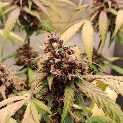Purple Haze growlog timeline photo