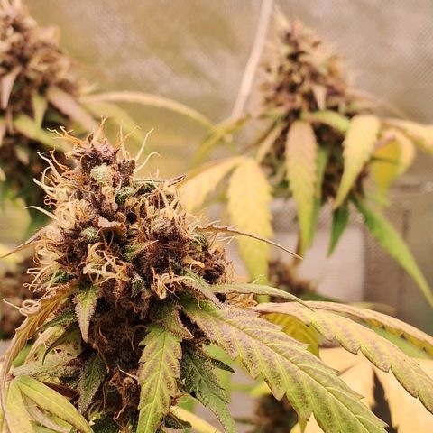 Purple Haze growlog timeline photo