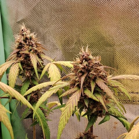 Purple Haze growlog timeline photo