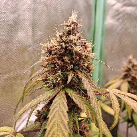 Purple Haze growlog timeline photo