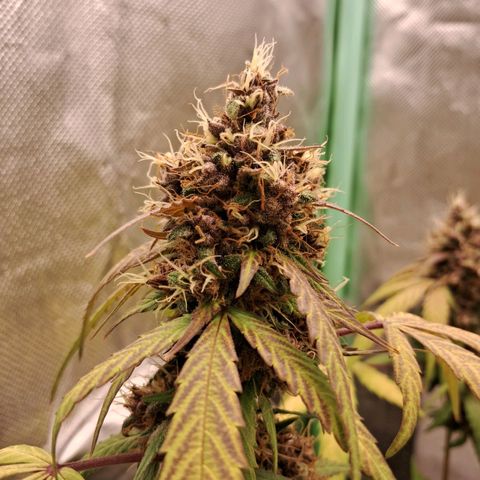 Purple Haze growlog timeline photo