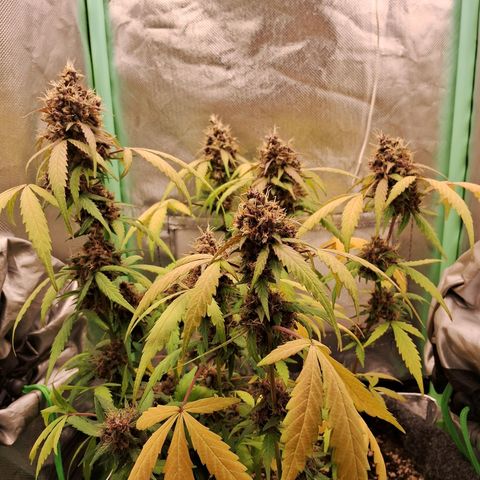 Purple Haze growlog timeline photo