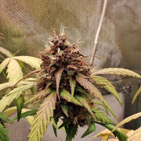 Purple Haze growlog timeline photo