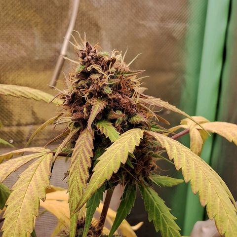 Purple Haze growlog timeline photo