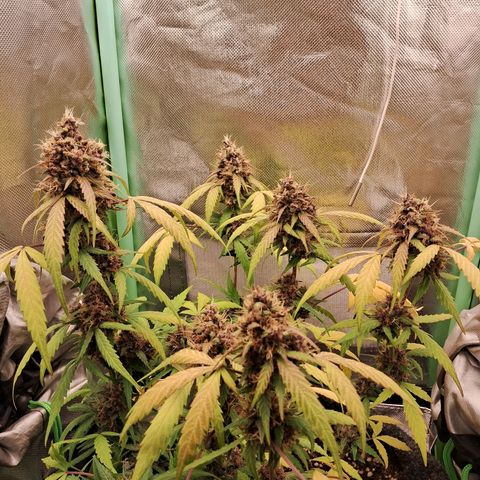 Purple Haze growlog timeline photo