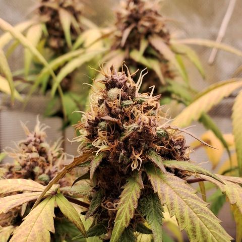 Purple Haze growlog timeline photo