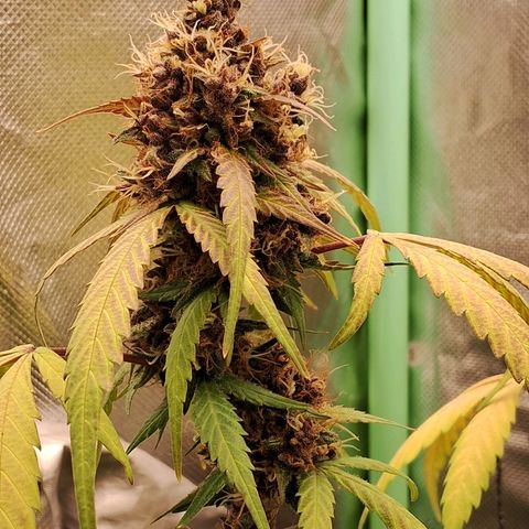 Purple Haze growlog timeline photo