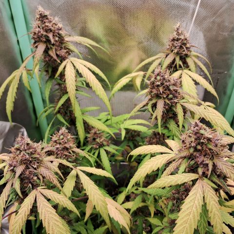 Purple Haze growlog timeline photo