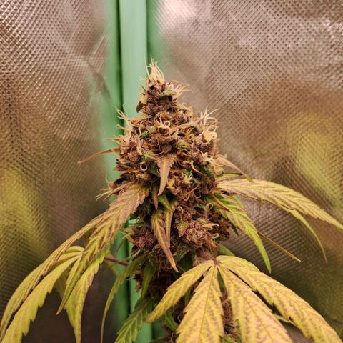 Purple Haze growlog timeline photo