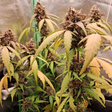 Purple Haze growlog timeline photo