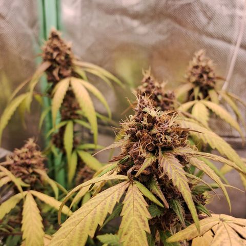 Purple Haze growlog timeline photo