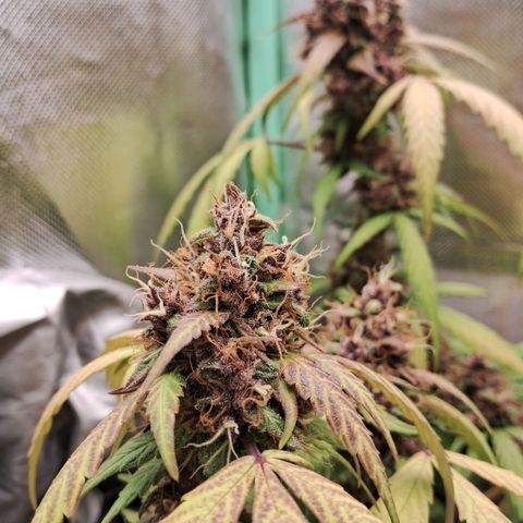 Purple Haze growlog timeline photo