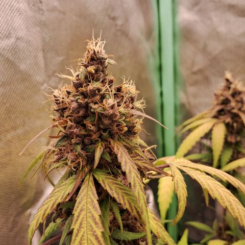Purple Haze growlog timeline photo