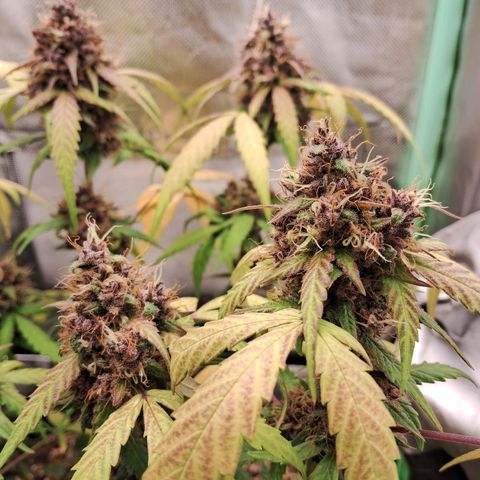 Purple Haze growlog timeline photo