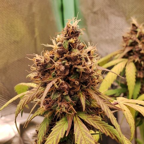 Purple Haze growlog timeline photo